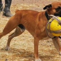 Photo #263654 de Echo