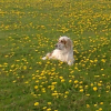 Photo de l'animal n°37301