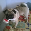 Photo de l'animal n°37347