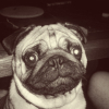 Photo de l'animal n°37347