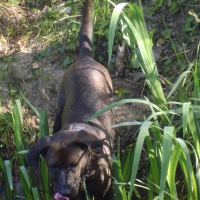 Photo #263776 de DYNA