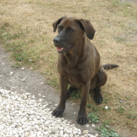 Photo #263782 de DYNA