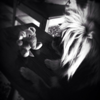 Photo #263792 de Budy