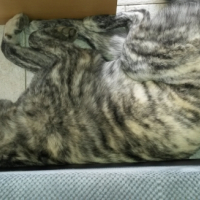 Photo #263804 de Irka