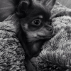 Photo de l'animal n°37367