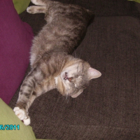 Photo #263808 de craignos