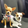 Photo de l'animal n°37380