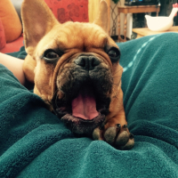 Photo #263854 de Snooky 
