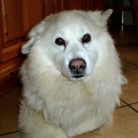 Photo #263892 de Watson