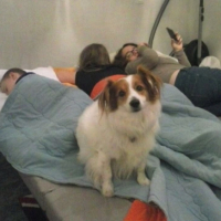 Photo #263899 de Dodger