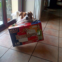 Photo #263900 de Dodger