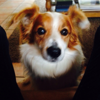 Photo #263901 de Dodger