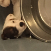 Photo de l'animal n°37428