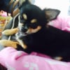 Photo de l'animal n°37440