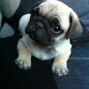 Photo de l'animal n°37469