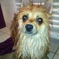 Photo #264041 de Holly
