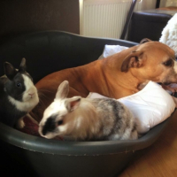 Photo #264075 de Sundy