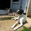 Photo de l'animal n°37480