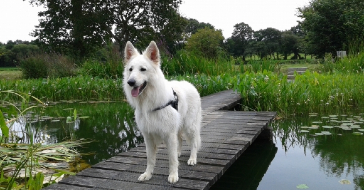 Photo de l'animal n°37515 Berger Blanc Suisse