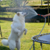 Photo de l'animal n°37515