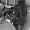 Photo de l'animal n°37265