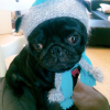 Photo de l'animal n°37265