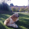 Photo de l'animal n°37526