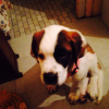Photo de l'animal n°37522