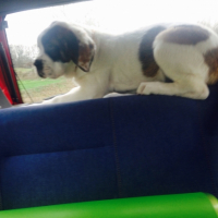 Photo #264187 de Jipsy 