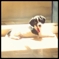 Photo #264227 de Litchee