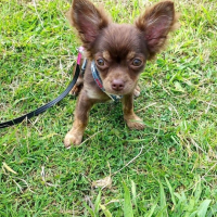 Photo #264245 de Luna