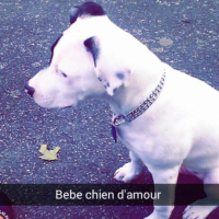 Photo #264370 de Tyson