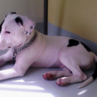 Photo #264371 de Tyson