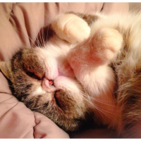 Photo #264376 de Idole