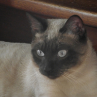 Photo #264408 de pepsi