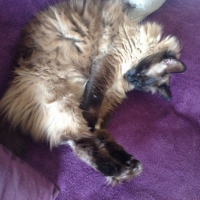 Photo #264411 de Cabotin