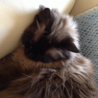 Photo #264412 de Cabotin