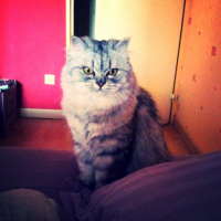Photo de l'animal n°37684