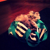 Photo de l'animal n°37684