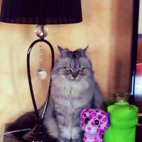 Photo de l'animal n°37684