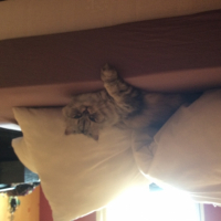 Photo de l'animal n°37684