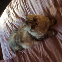 Photo de l'animal n°37684