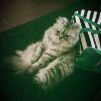 Photo de l'animal n°37684