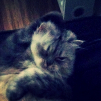 Photo de l'animal n°37684