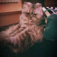 Photo de l'animal n°37684