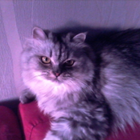 Photo de l'animal n°37684