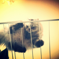 Photo de l'animal n°37684
