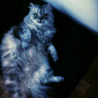 Photo de l'animal n°37684
