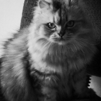 Photo #264437 de Princesse