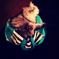 Photo #264438 de Princesse